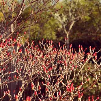 ドウダンツツジの紅葉の投稿画像一覧 Greensnap グリーンスナップ