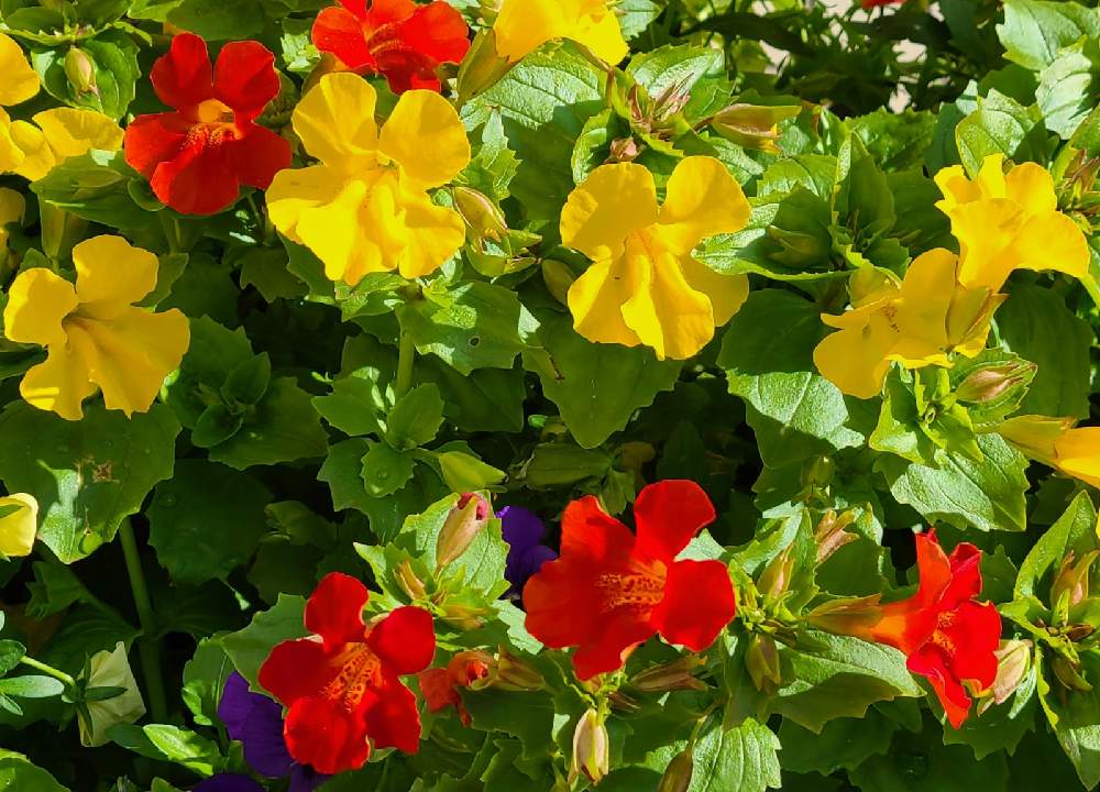 ミムラスの投稿画像 By けいこさん お花のいる街角と人を癒すお花 ๓ ๓ 月12月28日 Greensnap グリーンスナップ