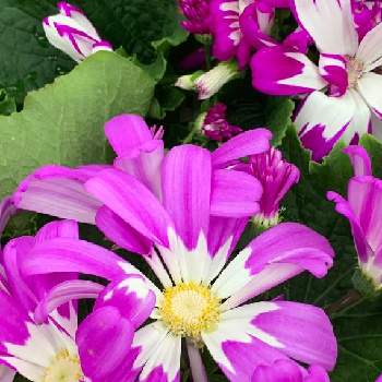 きれいな花の投稿画像一覧 Greensnap グリーンスナップ