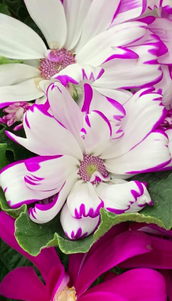 サイネリアの投稿画像 By テラリーさん カラフルと小さな幸せ とカワイイ ときれいな花と美しいと華やか と色がキレイと サイネリア 月12月28日 Greensnap グリーンスナップ