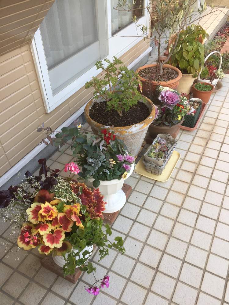 ガーデニングの投稿画像 By エネコさん 月12月28日 Greensnap グリーンスナップ