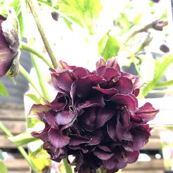 クリスマスローズ クレオパトラの投稿画像一覧 Greensnap グリーンスナップ