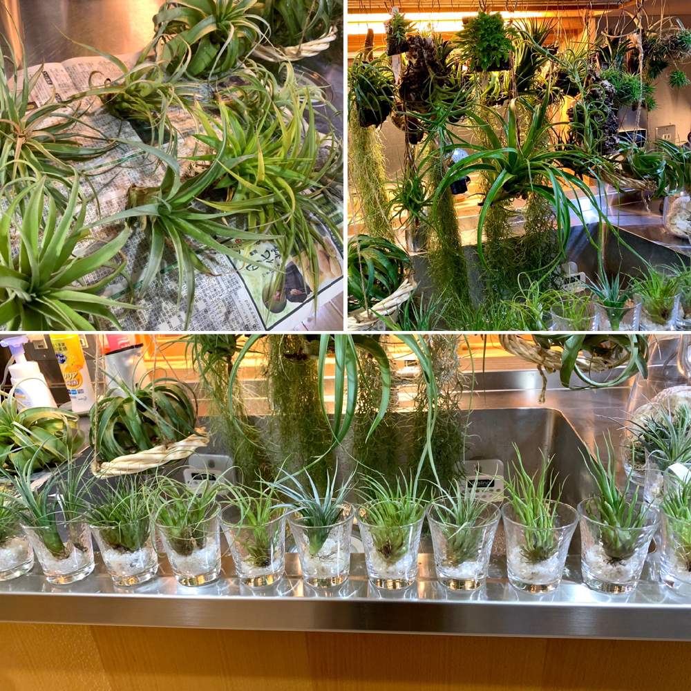 エアプランツ イオナンタの投稿画像 By Greenroseさん 観葉植物と水やりとgs映えと植物とgs日和とおうち園芸と植中毒とチランジア属とリビングとかわいいな とgreen Up と霧吹きとインテリアグリーンとエアープランツ チランジア 月12月28日 Greensnap
