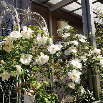 バラ ジャクリーヌデュプレの投稿画像一覧 Greensnap グリーンスナップ