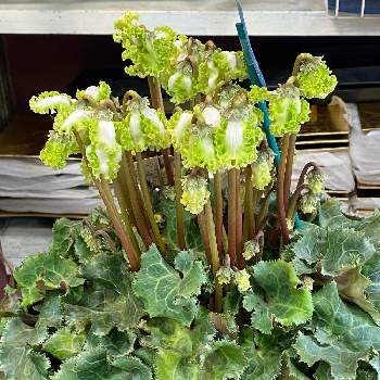 横須賀中央の花屋さんの投稿画像一覧 Greensnap グリーンスナップ