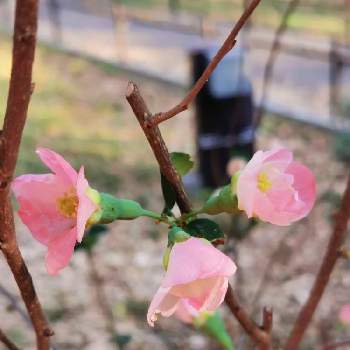 井の頭公園の投稿画像一覧 Greensnap グリーンスナップ