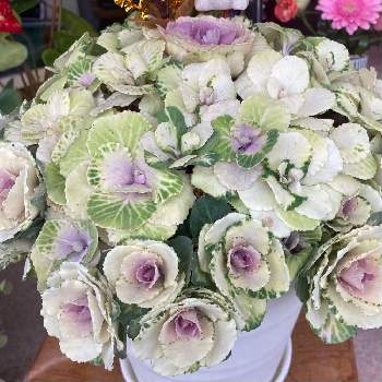 アートな写真の投稿画像一覧 Greensnap グリーンスナップ