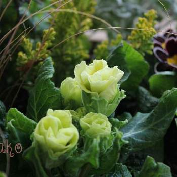 寄せ植の画像 by かこさん | プリムラ　ジュリアンと寄せ植と花と緑のある暮らしとマスカットのジュレとマイガーデンとガーデニング