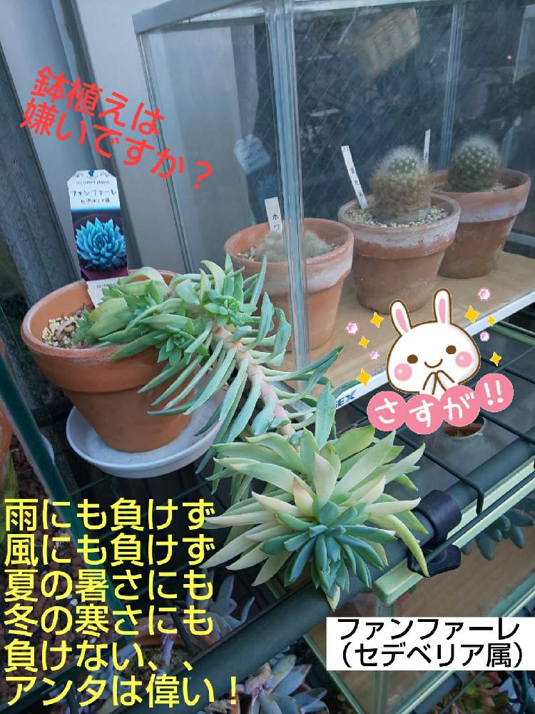 Wow の投稿画像 By チョウさんさん 何でやねん と勝手気ままにベランダ とgs映えとgs日和と恋をしましょう とおうち園芸と植中毒とhappyな気分と食わず嫌い とタニラーと何となく幸せ と珍奇植物と 花とジジイ と花のある暮らしとgreen Up とバルコニスト 月