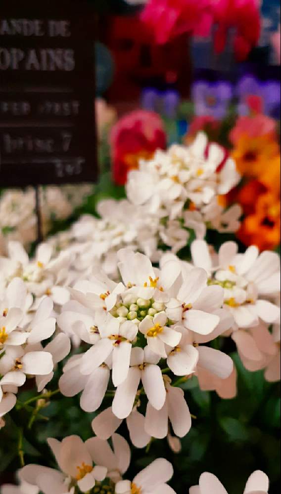 イベリスの投稿画像 By モモさん 花での癒しと可愛いなとお花大好きと白いお花とガーデニングと花のある暮らしと我が家の花 月12月29日 Greensnap グリーンスナップ