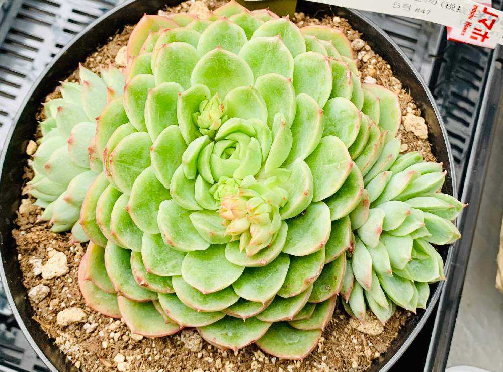 多肉植物 エケベリアグリーンスマイル多頭SOLD 乱れ