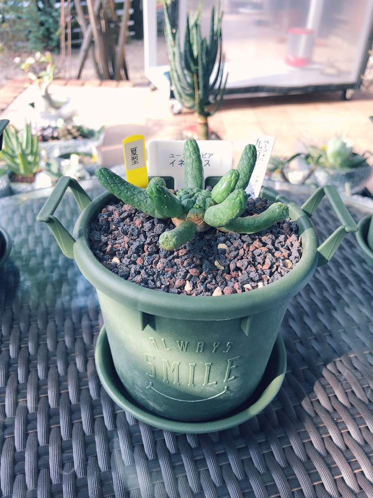 ユーフォルビア イネルミス 九頭竜の投稿画像 By ムトゥーsunさん 多肉植物とユーフォルビアと夏型とグロウコンテナとテラスと久山 植木と多肉植物とユーフォルビアと夏型とグロウコンテナと久山植木 月12月29日 Greensnap グリーンスナップ Greensnap