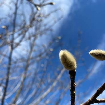 コブシの花芽の画像 by ぴねきよさん | コブシの花芽と植物の緑が好きと東京都と白い雲が好きと青い空が好きと散策路