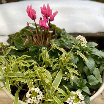 長持ちする花の投稿画像一覧 Greensnap グリーンスナップ