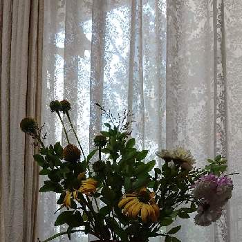 紫馬簾菊の画像 by raizouさん | 紫馬簾菊とキクとエキナセアとキク科とエキナセア鉢栽培と萩 江戸絞り 鉢栽培とエキナセア鉢栽培Ｙ