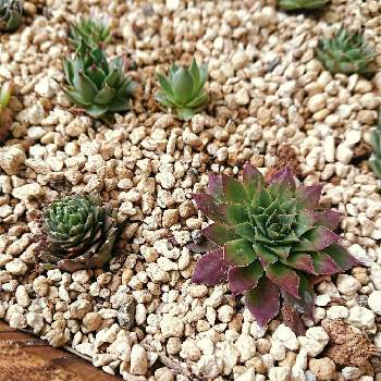 ダイソーセンペルの投稿画像一覧 Greensnap グリーンスナップ ダイソーセンペルの投稿画像一覧 Greensnap グリーンスナップ