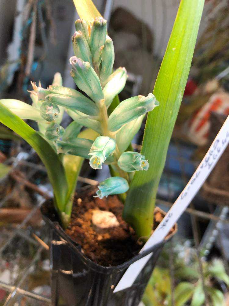 美しき水色の花 ラケナリア ヴィリディフローラの色の変化 Greensnap グリーンスナップ