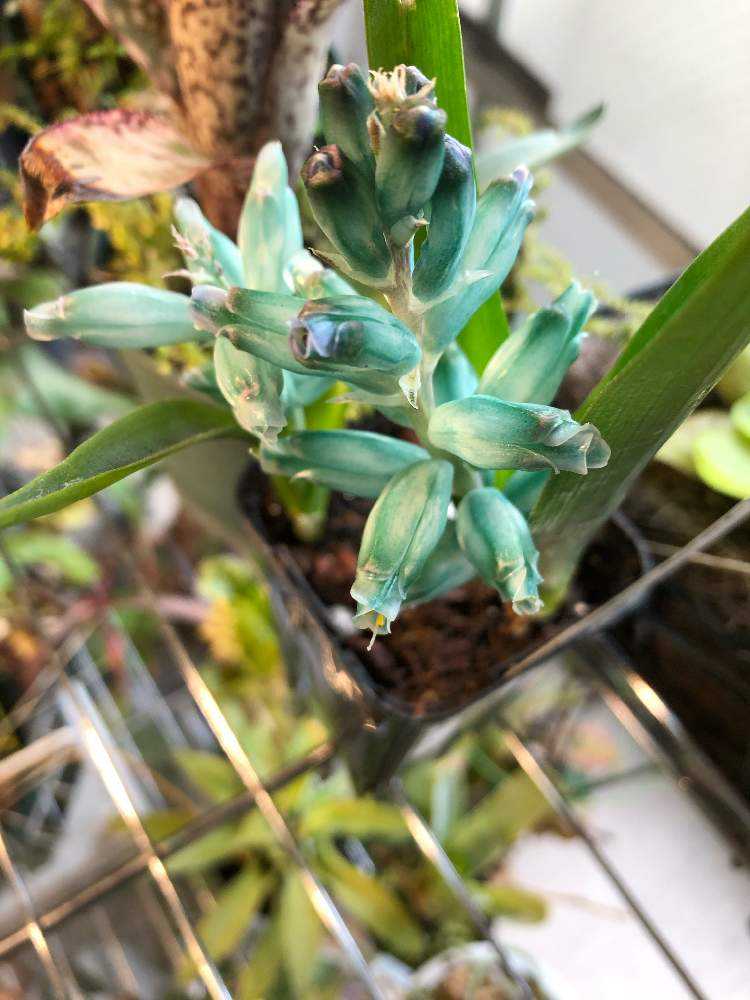 美しき水色の花 ラケナリア ヴィリディフローラの色の変化 Greensnap グリーンスナップ