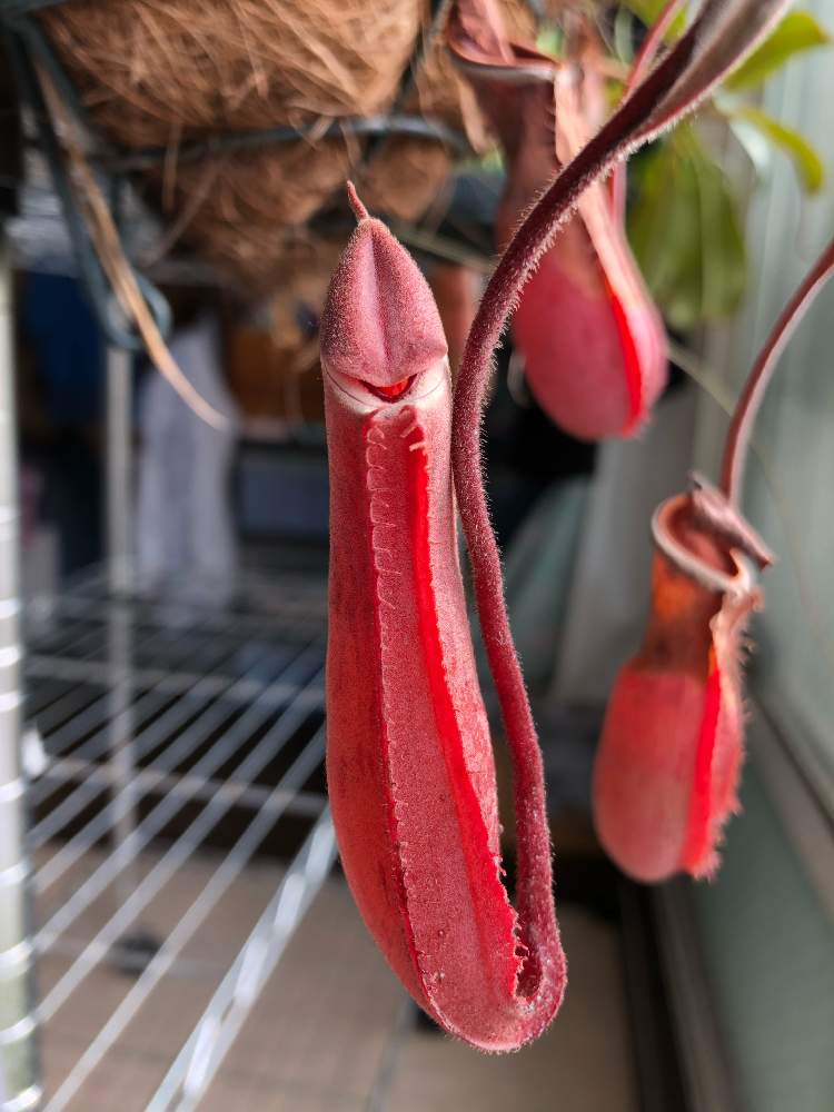 ネペンテス アルボマルギナータの投稿画像 By レポートを書き込んでいますさん ネペンテスとウツボカズラと観葉植物とハンギングバスケットと食虫植物と ネペンテス属とおうち園芸と食虫植物 ウツボカズラと美しいと珍奇植物とネペンテス原種と丈夫 月12月29日