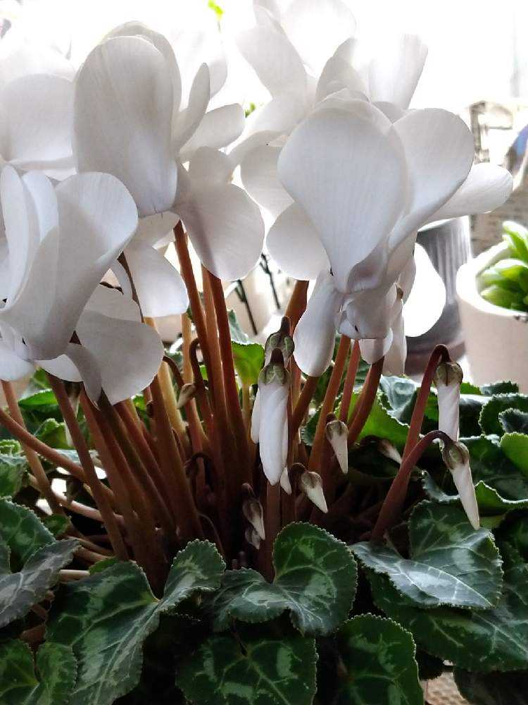 シクラメン2鉢お迎えした Greensnap グリーンスナップ