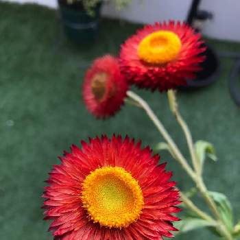 ヘリクリサム の投稿画像一覧 Greensnap グリーンスナップ