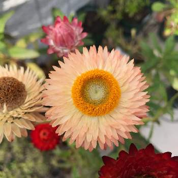 ヘリクリサム の投稿画像一覧 Greensnap グリーンスナップ