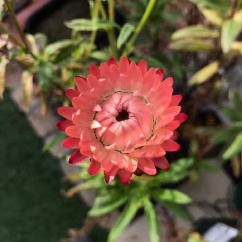 ヘリクリサム の投稿画像一覧 Greensnap グリーンスナップ