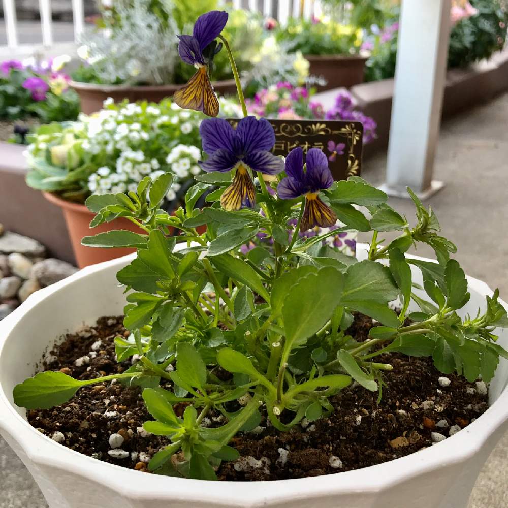 ビオラの投稿画像 By さきざるさん 神戸ビオラ ブルーメリッサとビオラ とビオラ パンジーと好きじゃんねとお花 2年生 とブルーメリッサ 神戸ビオラと小さな花壇と早起き族とおうち園芸と花のある暮らしとさきざる花壇 月12月29日 Greensnap グリーン