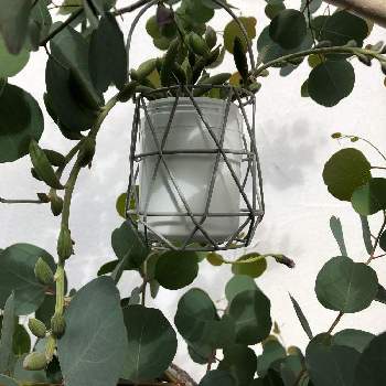 ユーカリ地植えの投稿画像一覧 Greensnap グリーンスナップ