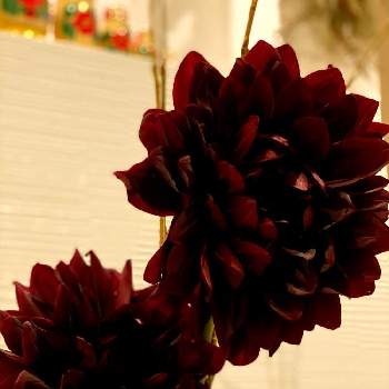 黒蝶 ダリアの投稿画像一覧 Greensnap グリーンスナップ