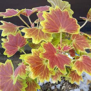 紅葉の葉の画像 by ノッコちゃんさん | 玄関とモミジバゼラニウムと鉢植えと花のある暮らしと紅葉の葉と癒しの葉