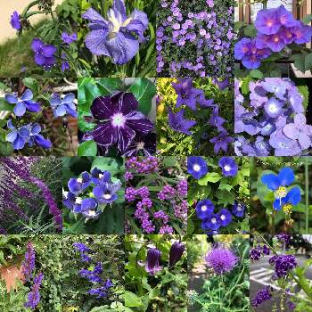 青い花で忘年会2020の画像 by マーガレットガーデンさん | チーム・ブルーＮo.092と癒しの空間と青い花で忘年会2020と風情と素敵な出会いと花のある暮らしと青い花マニアとチーム・ブルーと大人可愛いと2020想い出の花たち