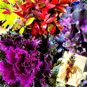 葉っぱの魅力✨の画像 by 楓さん | お出かけ先と葉っぱの魅力✨とキラキラ✨と紫色の花が好き♡と♯葉牡丹と実家の庭シリーズと自由人と可愛い〜♡としめ縄飾り手作りと正月玄関飾りと紅白の南天