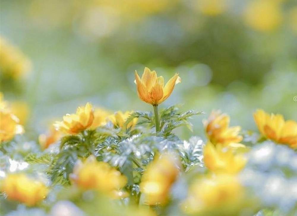 フクジュソウの投稿画像 By ふらわぁ さん 可愛い花と黄色い花と今日のお花と綺麗な花とガーデニングと花のある暮らし 月12月30日 Greensnap グリーンスナップ