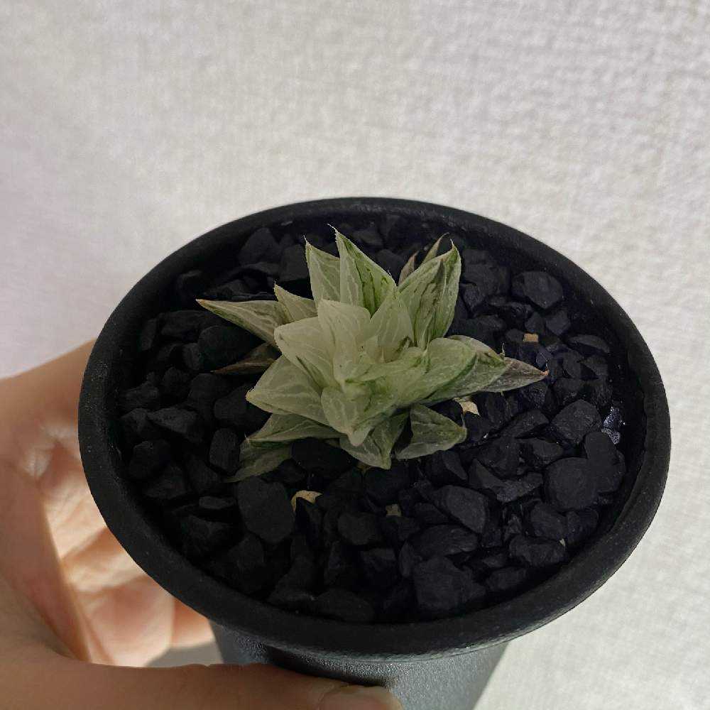 ハオルチア／氷砂糖｜🍀GreenSnap（グリーンスナップ）