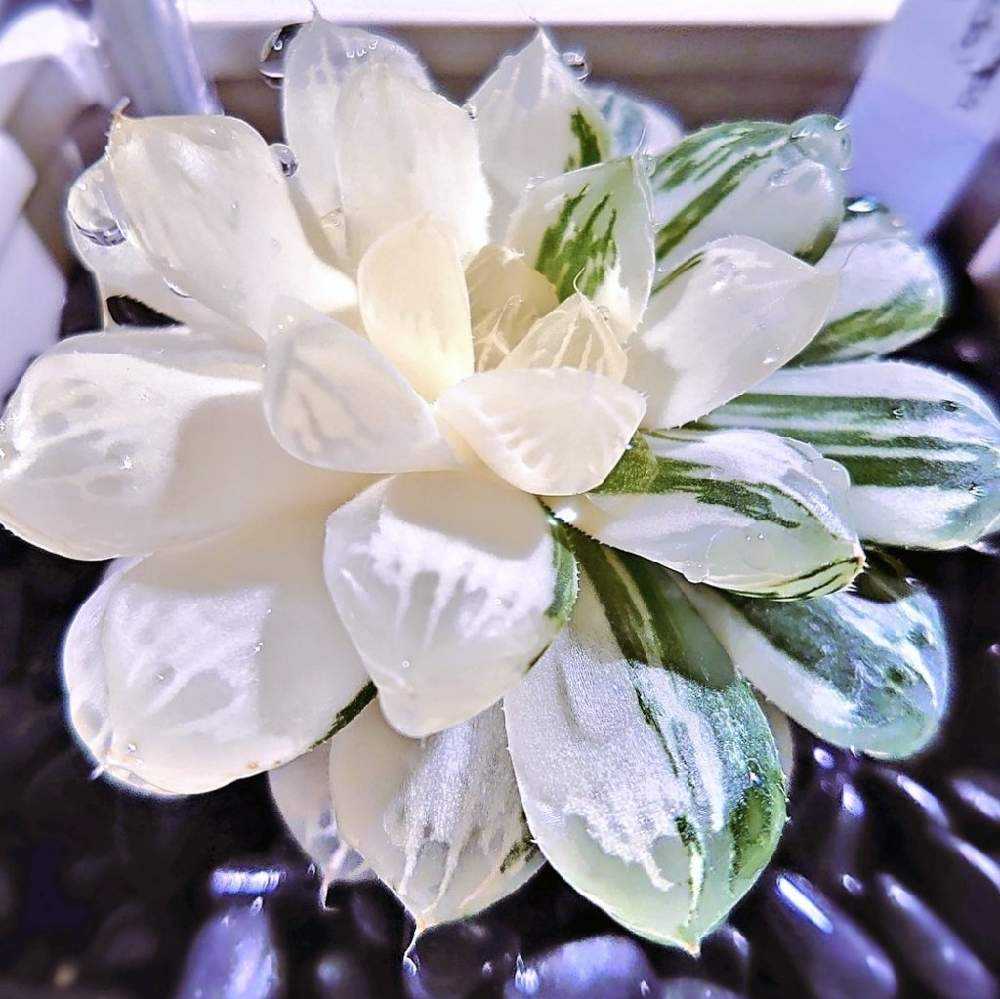 ハオルチア・オブツーサ 錦(マリンかも？)｜🍀GreenSnap（グリーン