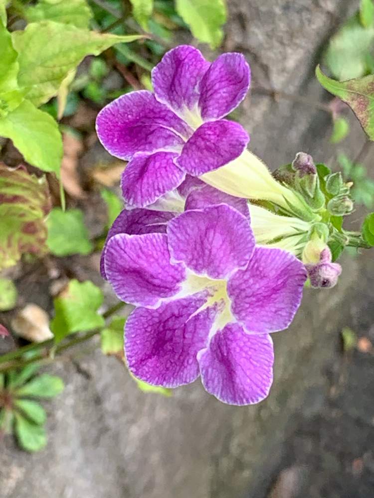 コンロンカの投稿画像 By ピーモモさん 花のある暮らしと沖縄とヤンバル 月12月30日 Greensnap グリーンスナップ