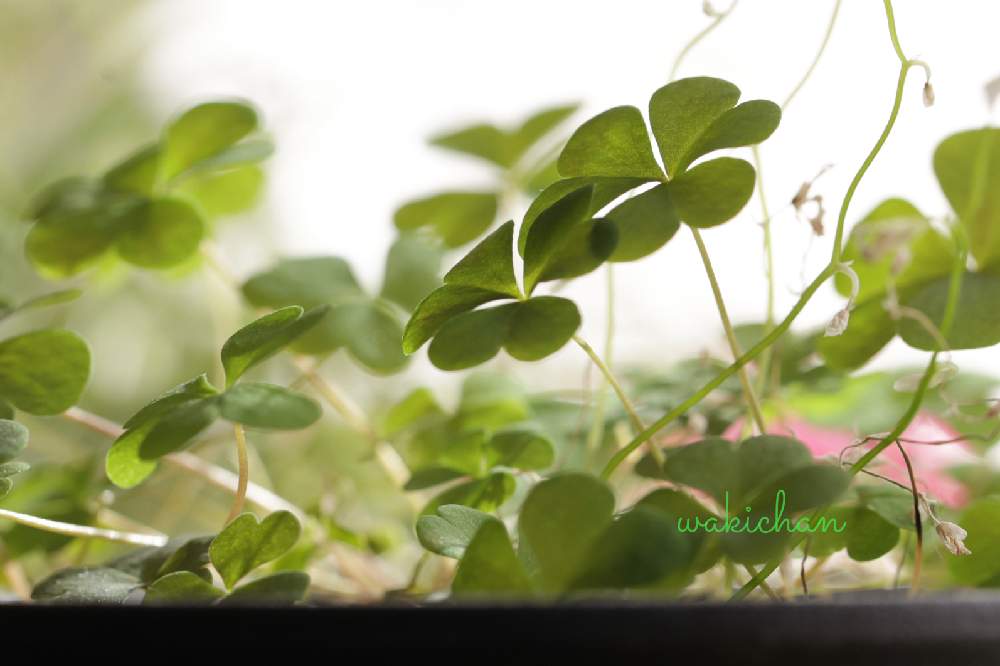 カタバミの投稿画像 By 脇ちゃんさん Canonとおうち園芸と今日の一枚とミラーレス一眼と花は癒やし とハートの葉っぱ とハート見つけ隊 月12月30日 Greensnap グリーンスナップ