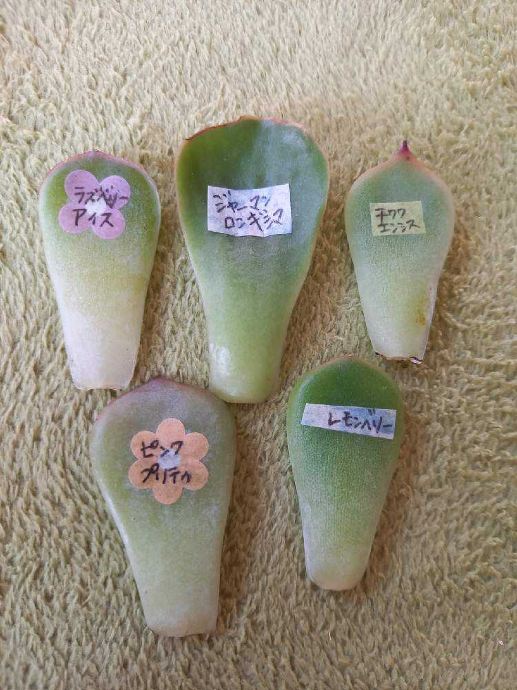 サラネロ パクさん 群生 葉挿し 韓国苗 多肉植物