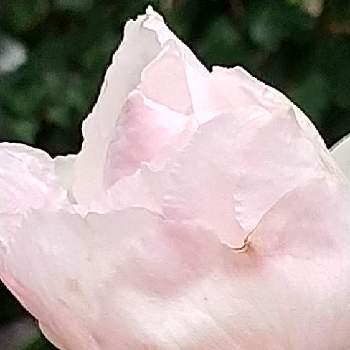 傷だらけの画像 by kunekuneさん | 小さな庭とバラと薔薇♡とピンクの花と水曜ローズショーと傷だらけとピンク❤︎ピンクとおうち園芸とばら❤と綺麗✨