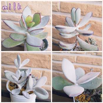 オルビキュラータの投稿画像一覧 Greensnap グリーンスナップ