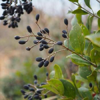 ネズミモチの実の投稿画像一覧 Greensnap グリーンスナップ