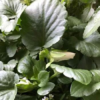 白いパンジーの投稿画像一覧 Greensnap グリーンスナップ