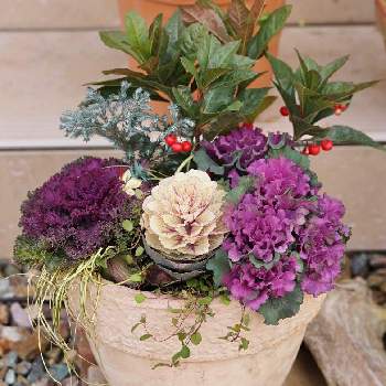 コニファー ブルーバードの投稿画像一覧 Greensnap グリーンスナップ