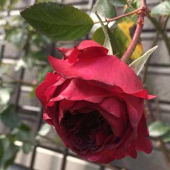 リパブリック ドゥ モンマルトルの画像 by anneさん | 玄関とばら バラ 薔薇とバラのある暮らしとおうち園芸とバラ 鉢植えとみてみて～2020～とバラが好きとリパブリック ドゥ モンマルトルとバラを楽しむ