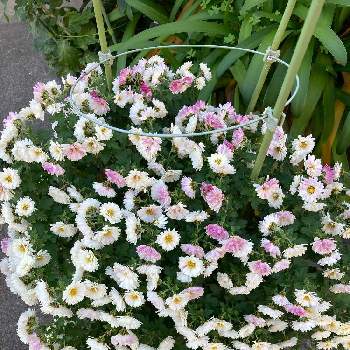 キク科の花の画像 by manabeさん | お出かけ先と小菊とキク科の花と白と薄ピンク