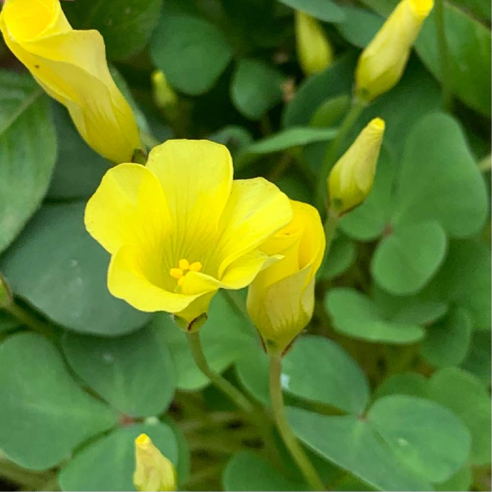 オキザリスの投稿画像 By Poochanさん 黄色い花と黄色い花 月12月30日 Greensnap グリーンスナップ Greensnap グリーンスナップ