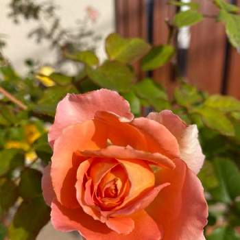 薔薇 ブラスバンドの画像 by つくしちゃんさん | 薔薇 ブラスバンドとお花のある生活とお庭のお花と間に合ったと薔薇love