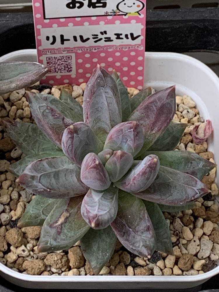 ウォーターマークの投稿画像 By Lovely Rose さん 多肉植物とかっこいい と多肉ちゃんと愉快な仲間たちと多肉のある暮らしとぺてぃのお店と紅葉多肉と多肉生活とリトルジュエル 月12月30日 Greensnap グリーンスナップ