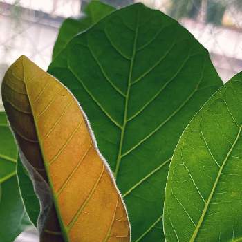 フィカス グランディスの投稿画像一覧 Greensnap グリーンスナップ